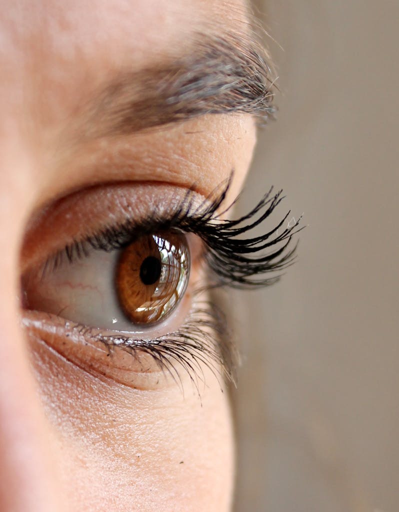 Detailed photo showing a brown eye with long eyelashes and eyebrow.